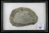 Pyritized, Polished Iguanodon Bone - Isle Of Wight #131200-2
